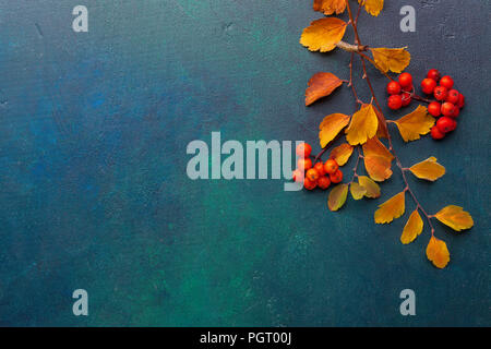 Two branches of autumn leaves (Spiraea Vanhouttei) and small red fruits Rowans on a dark blue-green painted wooden background. Stock Photo