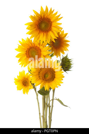 Beautiful bouquet of yellow sunflowers five flowers isolated on white ...