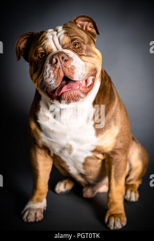 English bulldog puppy sitting on black background Stock Photo