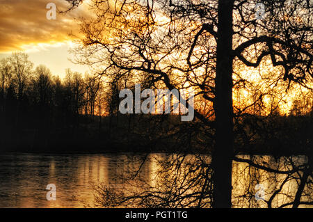 Leafless tree silhouette by a forest lake at sunset Stock Photo