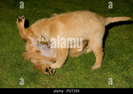 Two puppies (brother and sister) come together for rough and tumble play fight Stock Photo