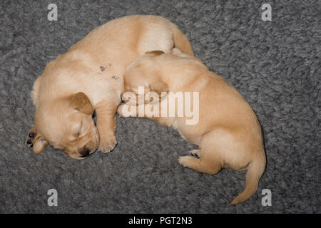 The biggest and the smallest of the males from a litter of golden retreiver puppies lie together on a polyester fur 'vet bed' rug Stock Photo