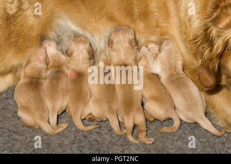 Litter of seven golden retriever puppies suckling from their mother about a week after birth Stock Photo