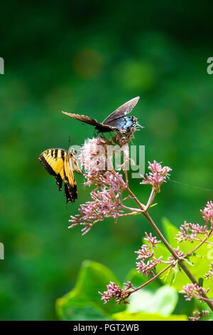 A black swallowtail and an Eastern tiger swallowtail butterfly feed on the flowers of a Joe Pye weed in full sunshine. Stock Photo
