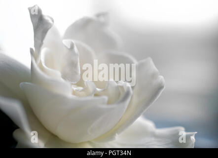 White gardenia bloom in creamy soft focus with pastel colors. Stock Photo