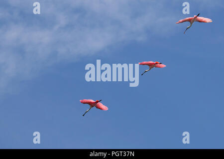 Three magenta pink roseate spoonbills fly in a formation line against a cyan blue sky. Stock Photo