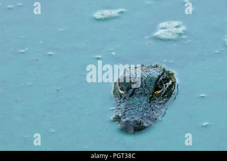 An alligator's head and eyes in turquoise green algae water during drought in Fakahatchee Strand, Florida Stock Photo