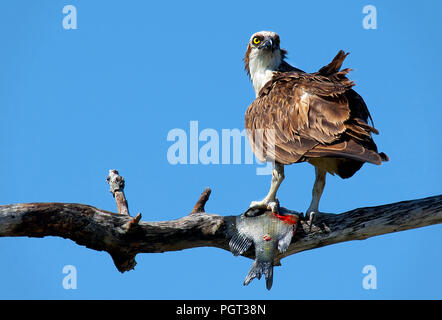 A Florida osprey on a branch with a fish caught in its talons against a cobalt blue sky. Stock Photo