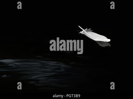 Egret feather floating on calm water in black and white. Stock Photo