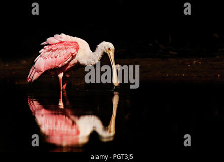 A pink and white roseate spoonbill (Platalea ajaja) feeds in calm water with reflection. Stock Photo
