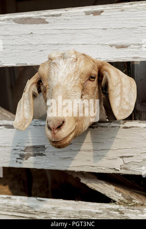 A close up of a cute goat with its head peering through the wooden fence in north Idaho. Stock Photo