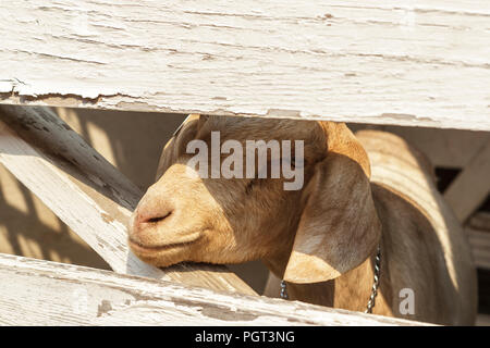 A close up of a cute goat with its head peering through the wooden fence in north Idaho. Stock Photo