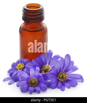 Anemone Blanda Blue Shades or Grecian Windflowers with essential oil in a bottle Stock Photo