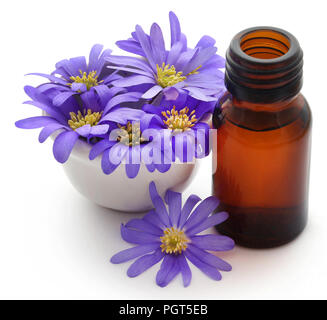 Anemone Blanda Blue Shades or Grecian Windflowers with essential oil in a bottle Stock Photo