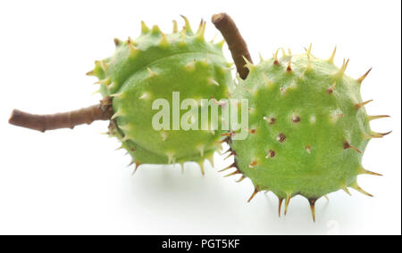 Horse chestnut over white background Stock Photo