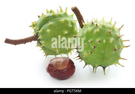 Horse chestnut over white background Stock Photo