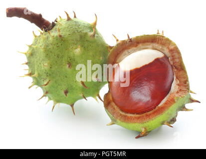 Horse chestnut over white background Stock Photo