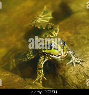edible frog in muddy water Stock Photo