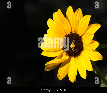 Bright, vibrant yellow sunflower occupied by a small yellow spider at the center of the bloom set against a black background Stock Photo