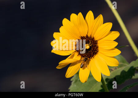 Bright, vibrant yellow sunflower blossom occupied by a small yellow spider and a honey bee at the center of the bloom set against a black background Stock Photo