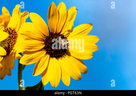 Bright, vibrant yellow sunflower occupied by a honey bee at the center of the blossom set against a black background Stock Photo