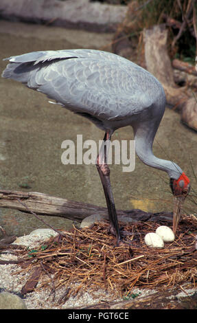 BROLGA (ATIGONE RUBICUNDA) SOMETIMES CALLED THE NATIVE COMPANION OR AUSTRALIAN CRANE, KAKADU NATIONAL PARK, NORTHERN TERRITORY, AUSTRALIA. Stock Photo