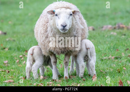 twin Newborn Lambs Feeding together from mum at riseholme lincoln england Stock Photo