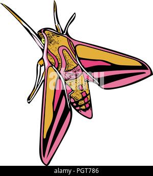 Coloured vector graphic of perched Elephant hawk moth from above. Stock Vector
