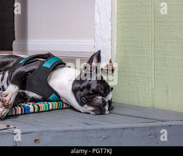 Cute, sleeping, snoring, young female boston terrier, face scrunched flat on napping front doorstep on multi-colored front door mat, lazy dog Stock Photo