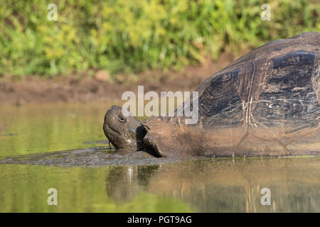 Wild Galapagos giant tortoise, Geochelone elephantopus, in muddy pond on Santa Cruz Island, Galapagos. Stock Photo