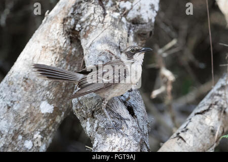 Adult Galápagos mockingbird, Mimus parvulus, on Santa Cruz Island, Galápagos, Ecuador. Stock Photo