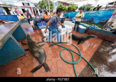 Scenes from the fish market in the port town of Puerto Ayora