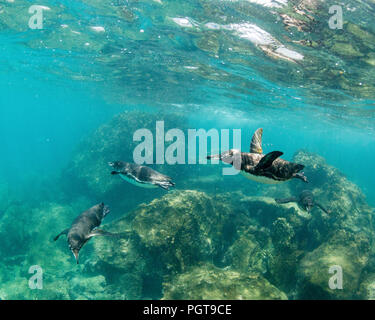 GalÃ¡pagos penguins, Spheniscus mendiculus, swimming underwater at Bartolome Island, Galapagos, Ecuador. Stock Photo