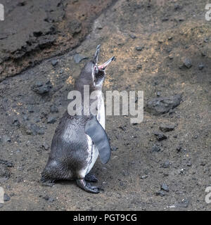 An adult Galápagos penguin, Spheniscus mendiculus, preening in Tagus Cove, Isabela Island, Galápagos, Ecuador. Stock Photo