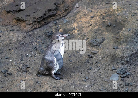 An adult Galapagos penguin, Spheniscus mendiculus, resting in Tagus Cove, Isabela Island, Galapagos, Ecuador. Stock Photo