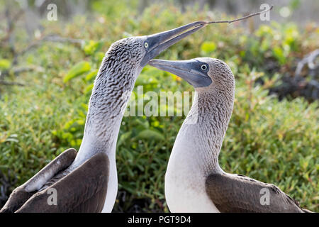 Blue-footed booby, Sula nebouxii, pair in courtship display on North Seymour Island, Galápagos, Ecuador. Stock Photo