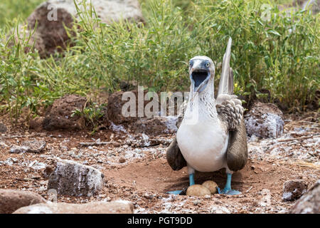 Adult blue-footed booby, Sula nebouxii, with eggs on North Seymour Island, Galápagos, Ecuador.