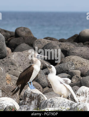 Adult blue-footed booby, Sula nebouxii, with chick on North Seymour Island, Galapagos, Ecuador. Stock Photo