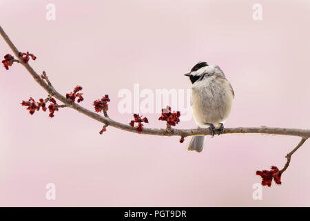 Carolina Chickadee on a Branch of Spring Flowers Against a Pink Background Stock Photo