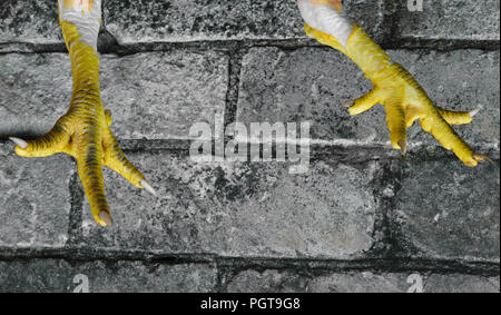 Abstract composition of yellow chicken claws in front of the grey bricks background Stock Photo
