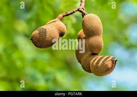 Closeup of Tamarind fruits on a tree, Thailand Stock Photo