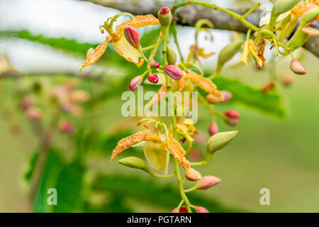 Tamarind flower closeup (Tamarindus indica) Stock Photo