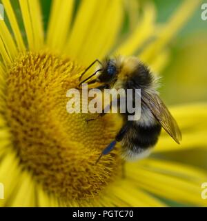 Bumblebee feeding on nectar Stock Photo