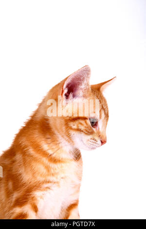 Ginger mackerel tabby kitten isolated on a white background Stock Photo