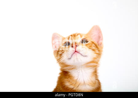 Ginger mackerel tabby kitten isolated on a white background Stock Photo