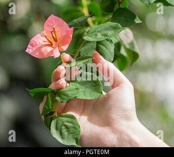 a woman's hand holds a branch with one flower of Heliconia, sunlight, summer day, green leaves and an orange-pink flower, white female palm Stock Photo