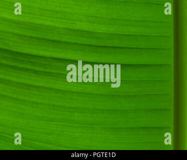 part of a green banana leaf with a visible texture of the plant, a bright saturated color Stock Photo