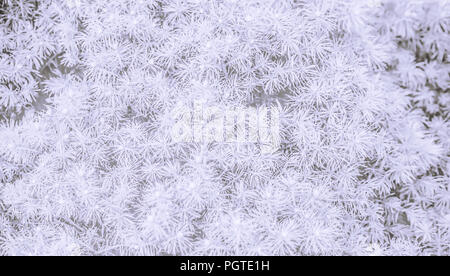 a lot of small fir branches in white color, soft blur on the full picture, white and gray background, light textures with spiny plants Stock Photo
