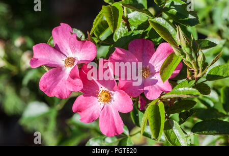 grade rosy carpet matador three pink flowers in bloom close-up in the middle of a photo, a sunny summer day, the sun illuminates flowers, brightly Stock Photo