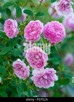 rose harlow carr six large pink flowers on a vertical photo, bright green leaves and beautiful terry flowers, full bloom Stock Photo